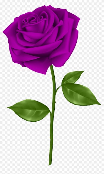 Purple Rose Transparent Png Clip Art - Single Red Rose Clip Art