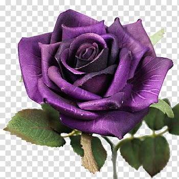 Purple rose with leaves transparent background PNG clipart