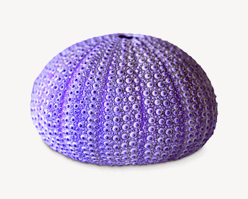 Purple sea urchin shell, isolated | Free Photo - rawpixel