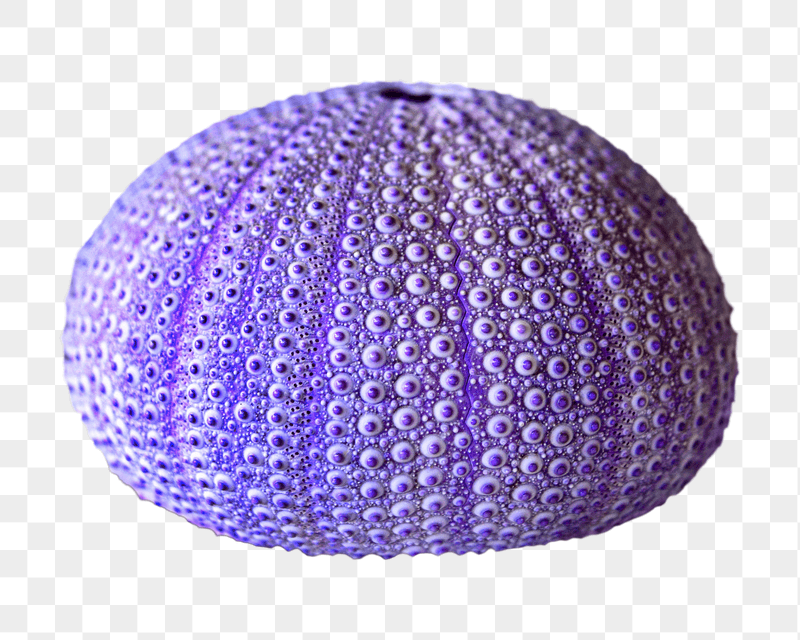 Purple sea urchin shell png | Free PNG - rawpixel