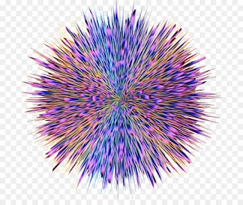 purple sea urchin violet line plant