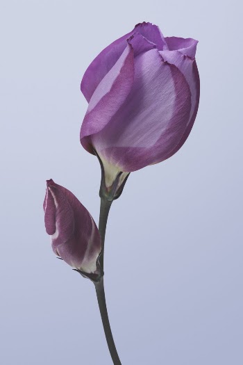 Purple sweet pea, flower clipart | Free Photo - rawpixel