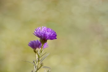 Purple Thistle Flower during Daytime