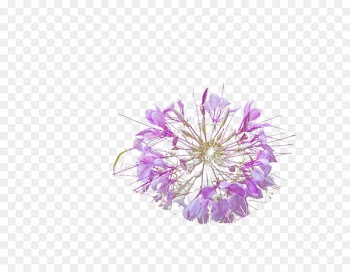 Purple Transparency and translucency Flower Computer file - Purple transparent pomegranate 