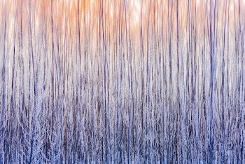 purple trees painting