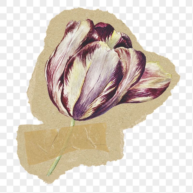 Purple tulip flower png sticker, | Free PNG Illustration - rawpixel