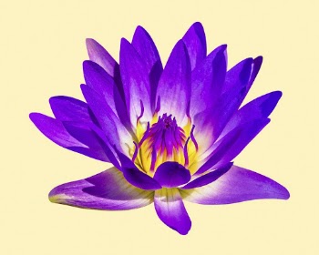 Purple water lily, flower clipart | Free Photo - rawpixel