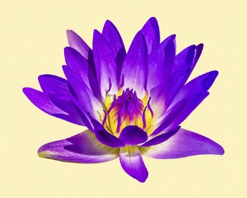Purple water lily, flower collage | Free PSD - rawpixel
