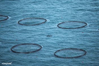 Purse seine nets in the Atlantic ocean near Faroe Islands | Free  photo - 2329858