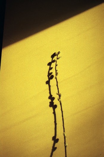 Pussy Willow on Yellow Background