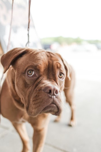 Puting Dog Free Photo 