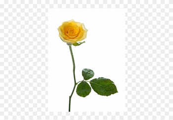 Pxoj24ult0505 - Single Yellow Rose Png