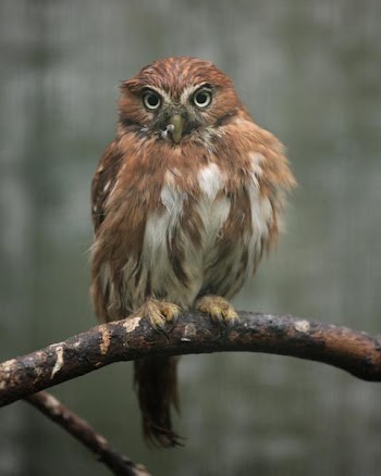 pygmy_owl.jpg