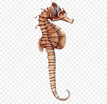 Pygmy seahorse Leafy seadragon Animal - Seahorse 