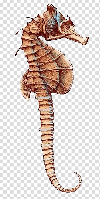 Pygmy seahorse Leafy seadragon Animal, Seahorse transparent background PNG clipart