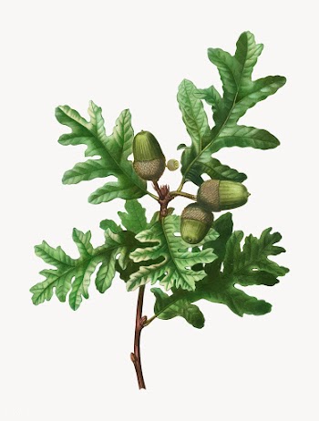 Pyrenean oak branch | Free stock vector - 569604