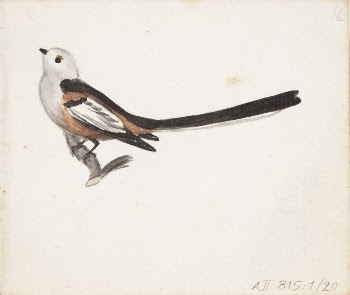 Pyrstötiainen, 1830
part of a sketchbook, | Free Photo - rawpixel