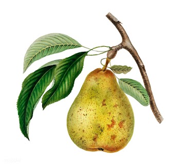 Pyrus communis, a vintage illustration of a p.. | Free stock vector - 471574