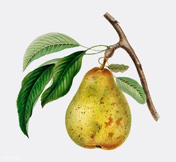 Pyrus communis, a vintage illustration of a p.. | Free stock vector - 471577
