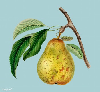 Pyrus communis, a vintage illustration of a p.. | Free stock vector - 471587