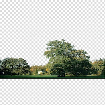 Qixiangcun Zhenhai Middle Road Gulou East Road City u4e94u5927u53d1u5c55u7406u5ff5, forest transparent background PNG clipart
