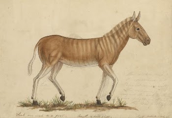 Quagga Zebra | Free Photo - rawpixel