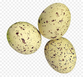 Quail eggs Common Quail - quail eggs 