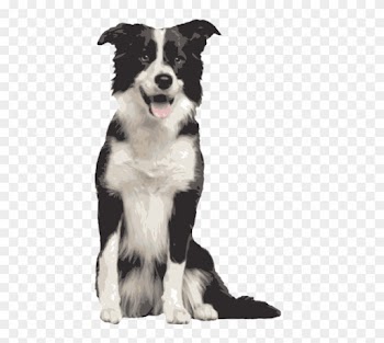 Quality Clip Art Of Animals That Live On A Farm - Border Collie Sitting