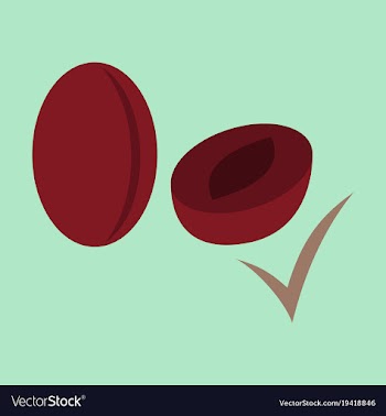 Quality realistic plum plums isolated on vector image