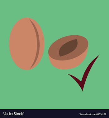 Quality realistic plum plums isolated on vector image