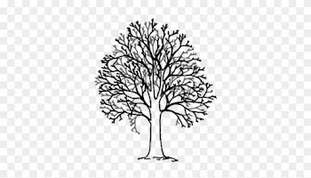 Quality Tree Experts - Structure Of A Tree