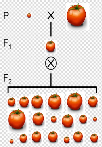 Quantitative trait locus Phenotypic trait Genetics Polygene, individuals transparent background PNG clipart