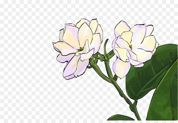 Quanzhou Desktop Wallpaper Flower Illustration Painting - flower jasmine 