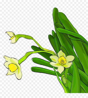 Quanzhou Xiamen Fuzhou Floral design Flower - azalea icon 