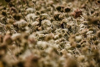 Queen Anns Lace Texture