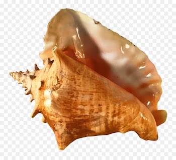 Queen Conch, Conch, Seashell, Shankha PNG