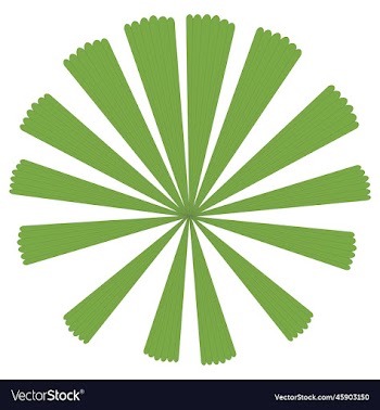 queensland or australian fan palm leaf