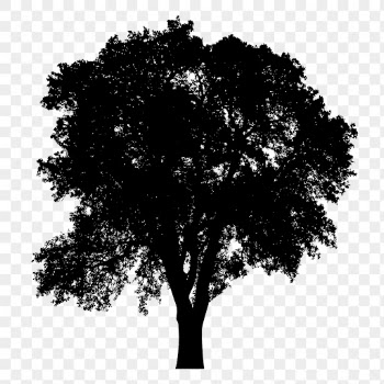 Quercus suber png tree sticker | Free PNG - rawpixel