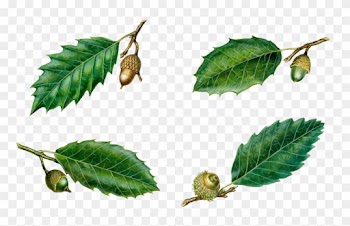 Quercus Suber Quercus Coccifera Quercus Trojana Quercus - Quercus Ilex Leaf Png