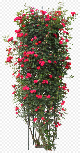 Quercus suber Tree Plant Rose - bushes 