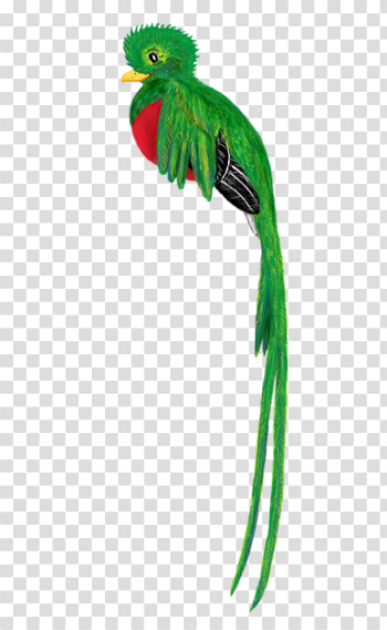 Quetzal Bird Animal - Free image on Pixabay