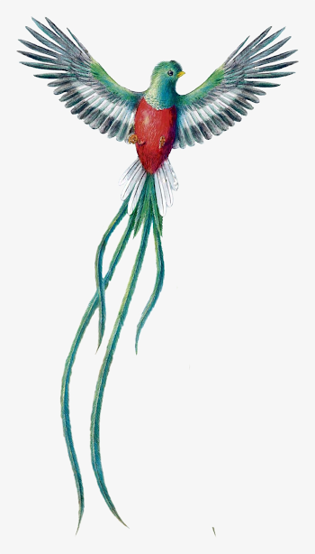 Quetzal Dibujo Png - Quetzal De Guatemala Png - Free Transparent ...