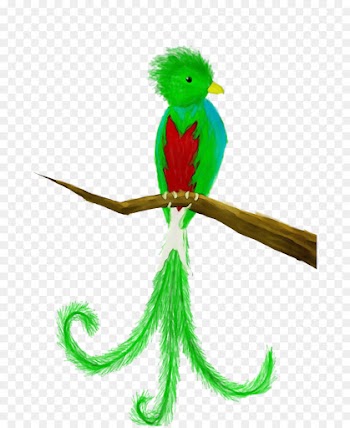quetzal green parrot budgie parakeet
