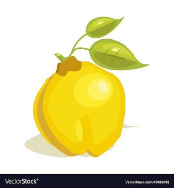 quince fruit
