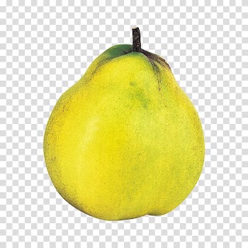 Quince fruit Gelatin dessert Auglis, fruit business propaganda illustration transparent background PNG clipart