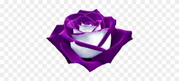 "purple And White Rose - Purple And White Rose