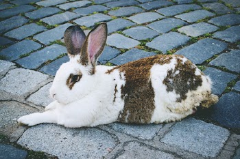 Rabbit