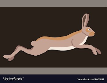 rabbit