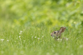 Rabbit background, eastern cottontail. Free | Free Photo - rawpixel