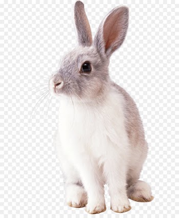 Rabbit Clip art - Rabbit Png Image 